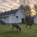 Tessar Constructions | Maisons du Golf Alpine | Extérieur